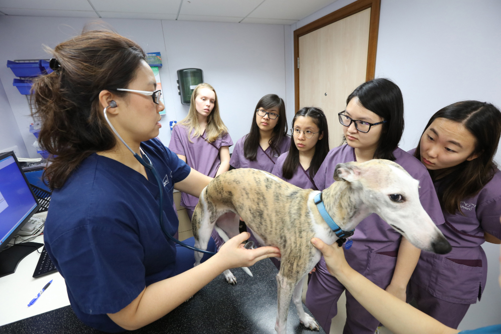 CityU's six-year Bachelor of Veterinary Medicine programme will train a